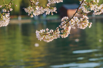Spring cherry blossom scenery at Hangzhou West Lake under the sunlight, Hangzhou, China