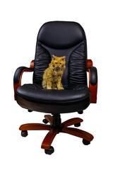 Ginger cat in black leather office armchair isolated on white background