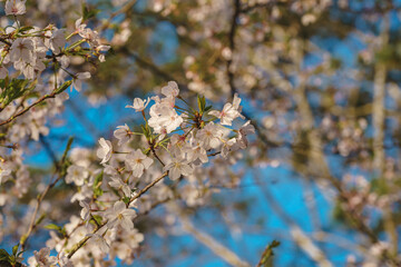 Spring cherry blossom scenery at Hangzhou West Lake under the sunlight, Hangzhou, China