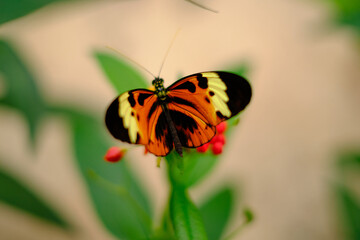 butterfly on flowers plant insect yellow orange black