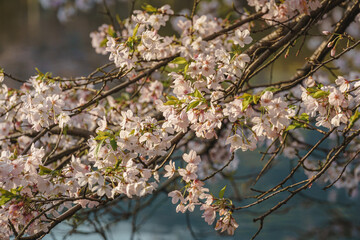 Spring cherry blossom scenery at Hangzhou West Lake under the sunlight, Hangzhou, China