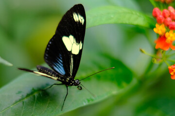 Fototapeta na wymiar butterfly on plant leaf insect 