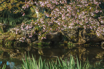 Spring cherry blossom scenery at Hangzhou West Lake under the sunlight, Hangzhou, China