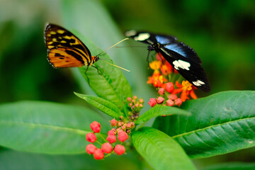 butterflies on plant leaf insect 