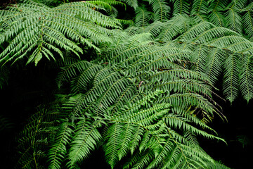 The tree ferns are the ferns that grow with a trunk elevating the fronds above ground level. Most tree ferns are members of the 