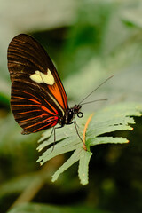 Fototapeta na wymiar butterfly on plant leaf insect yellow orange black