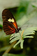 butterfly on plant leaf insect yellow orange black