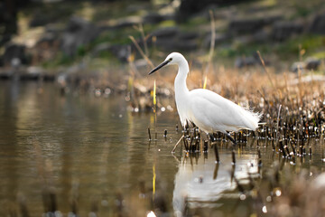 Heron on pond