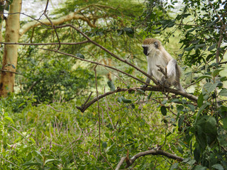 Vervet monkey perched in a tree, Lake Nakuru National Park, Kenya, Africa