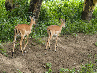 Naklejka na ściany i meble Impalas roaming around the Lake Nakuru National Park, Kenya, Africa
