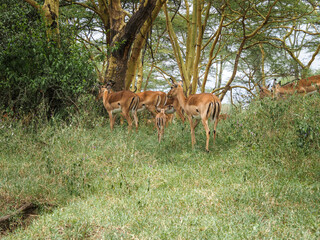 Impalas roaming around the Lake Nakuru National Park, Kenya, Africa