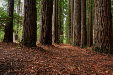 Cement Creek Redwood Forest (Yarra Ranges National Park)