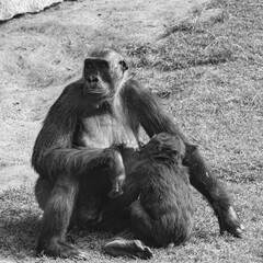 Gorilla mom with baby 1