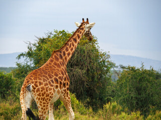 Rothschild's Giraffes roaming the african savannah in Lake Nakuru, Kenya, Africa