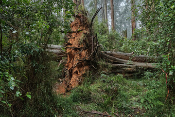 A Mighty Mountain Ash Tree Fallen In Melbourne's Recent Storms