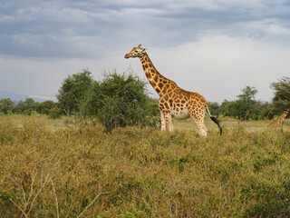 Rothschild's Giraffes roaming the african savannah in Lake Nakuru, Kenya, Africa
