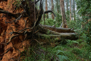 A Mighty Mountain Ash Tree Fallen In Melbourne's Recent Storms