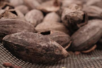 cacao bean drying chocolate