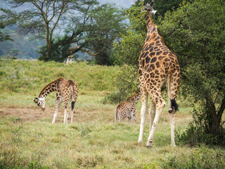 Rothschild's Giraffes roaming the african savannah in Lake Nakuru, Kenya, Africa