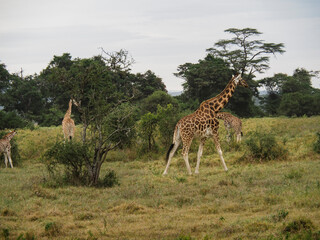 Rothschild's Giraffes roaming the african savannah in Lake Nakuru, Kenya, Africa
