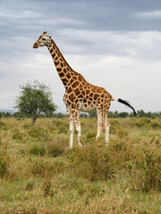 Rothschild's Giraffes roaming the african savannah in Lake Nakuru, Kenya, Africa