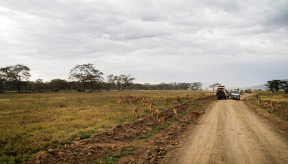 Fototapeta na wymiar Impalas roaming around the Lake Nakuru National Park, Kenya, Africa