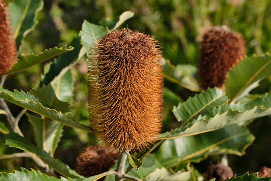 Banksia is a genus of around 170 species in the plant family Proteaceae. These Australian wildflowers and popular garden plants are easily recognised by their characteristic flower spikes and fruiting