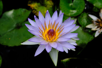 Lotus is a queen of flowers. Its roots are in muddy water, but the plant produces the most beautiful flower. Besides its beauty, the Lotus is known for its symbolic meanings, symbolizing different