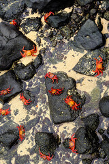 crabs crustacean Galapagos islands Santa Cruz 