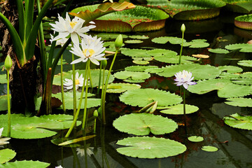 Victoria amazonica is a species of flowering plant, the largest of the water lily family Nymphaeaceae. It is the national flower of Guyana. Its native regions where it can be found are in Guyana