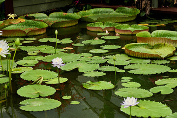 Victoria amazonica is a species of flowering plant, the largest of the water lily family...