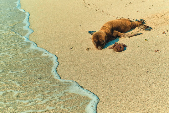  baby seal sea lion beach sand ocean water Galapagos islands Santa Cruz 