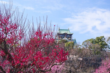 大阪城公園梅林　1270本の梅の花の競演　
