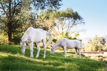 Obraz na płótnie Canvas Hermosos caballos blancos pastando en la pradera