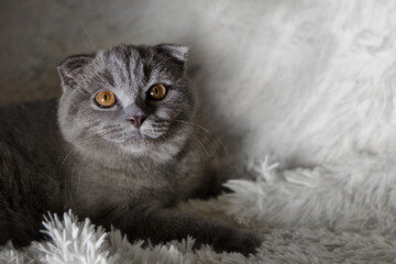 a lop-eared Scottish cat lying. An animal on a white background. fun for pets
