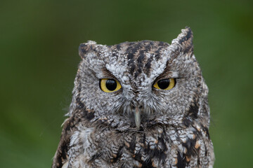 Screech Owl