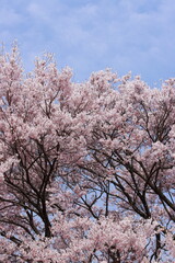 Fototapeta premium 満開のエドヒガンザクラ