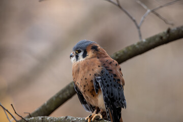 American Kestral
