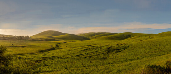 Animals graze on the hillside meadow in the early morning with dew on the grass