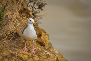  2021-04-13 A LONE SEGULL ON THE CLIFFS IN LA JOLLA CALIFORNIA