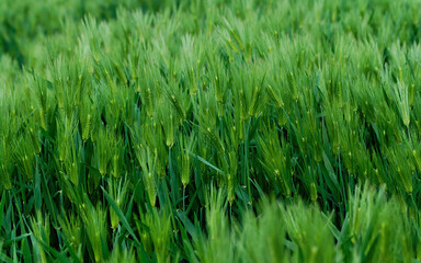 green grass in the wind