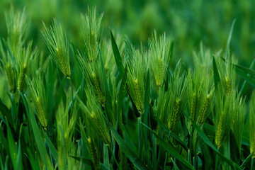 Fototapeta na wymiar wheat in the wind