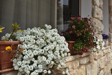 Horizontal shot of sweet alyssum (Alyssum maritimum) on the windowsill from the outside
