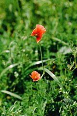 red poppy flower