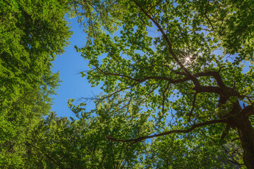 Fototapeta premium Site des bains de la Caille, Allonzier la Caille, haute Savoie