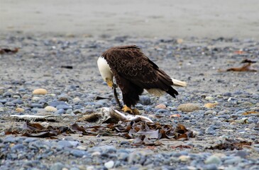 Adult Bald Eagle (Haliaeetus leucocephalus) feeding on Halibut in Anchor Point, Alaska