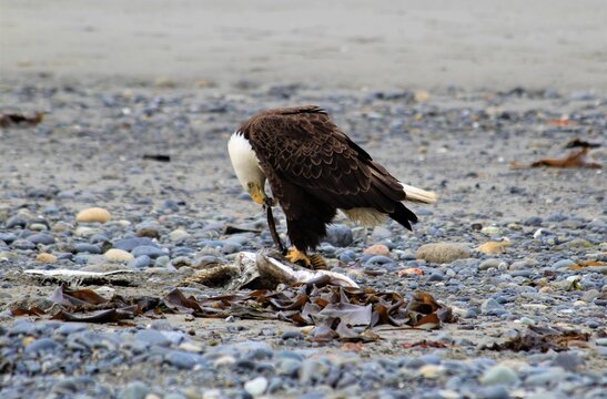 Adult Bald Eagle (Haliaeetus leucocephalus) feeding on Halibut in Anchor Point, Alaska