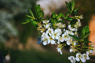 Obst Baum Blüten, Apfelbaum Makroaufnahme mit Ästen im Sonnenuntergang für Hintergrund