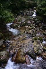 Deep cedar forest of Yakushima, Japan
