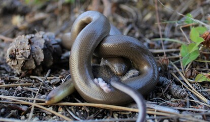 Rubber Boa (Charina bottae) eating a mouse in the forest in the Frank Church River of No Return Wilderness, Idaho
